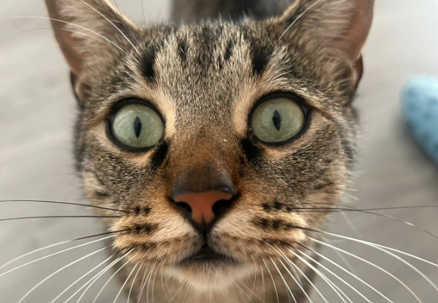 IV Taller Ochotumbao a beneficio de Gatitud